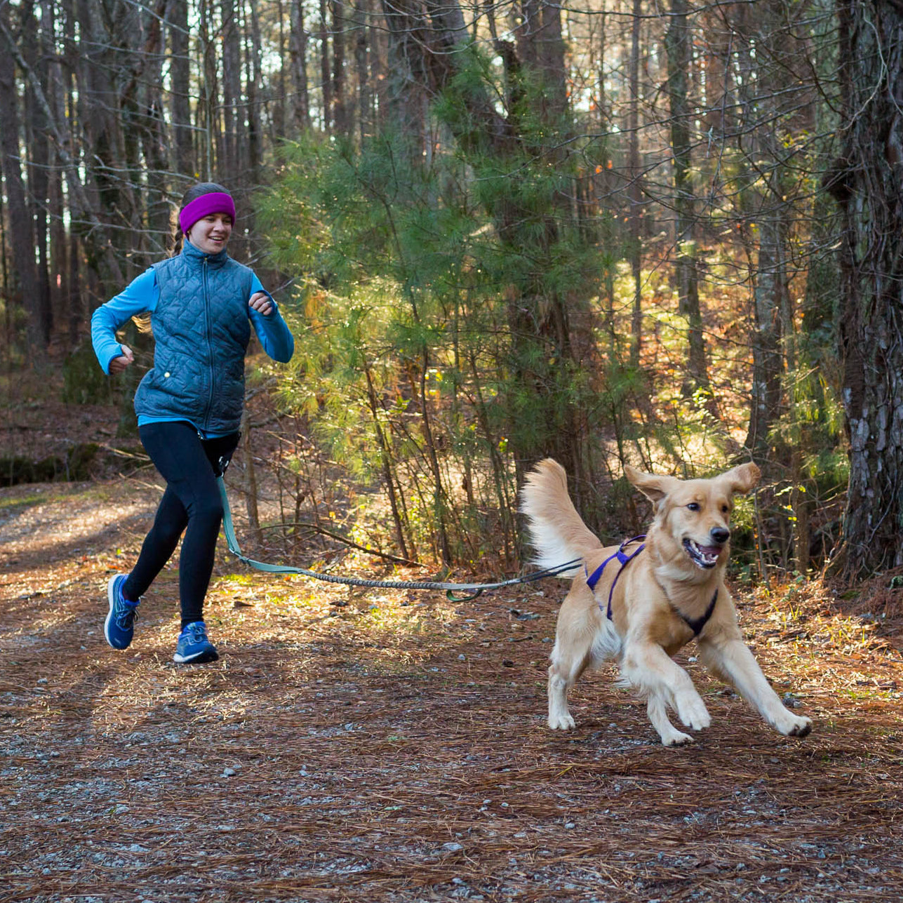 Canicross runner and Golden retriever Dog