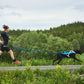 Non-stop dogwear Canix belt pro