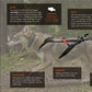 Non-stop dogwear  FREEMOTION HARNESS 5.0