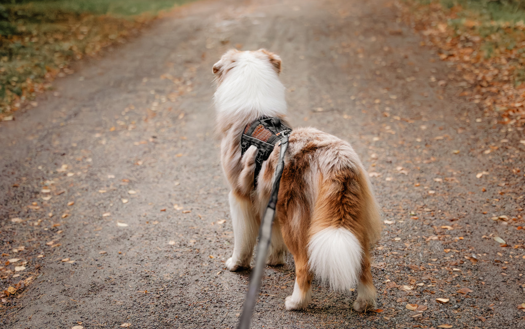 Rock Harness Long