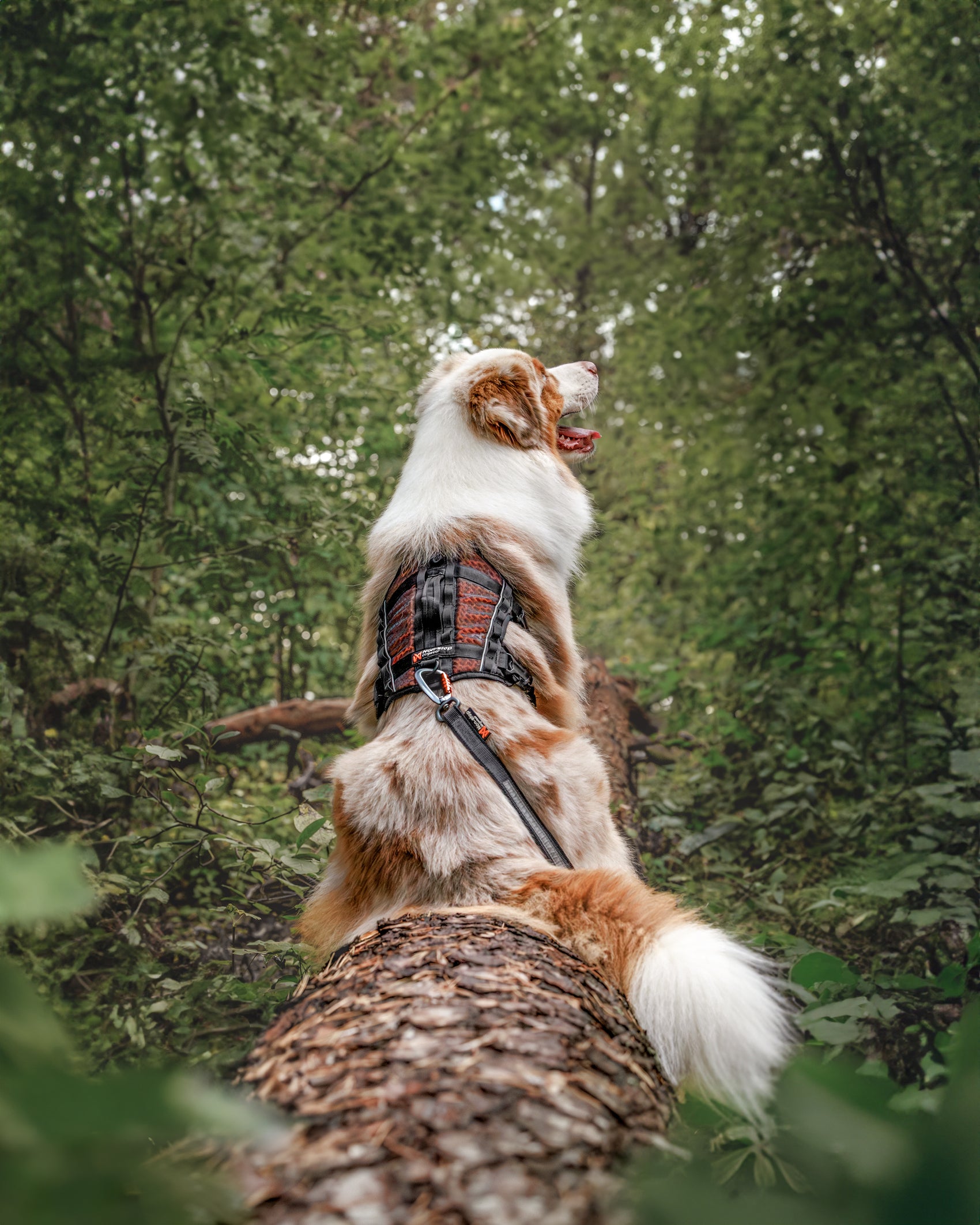 Rock Harness Long