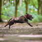 Non-stop dogwear Rush Harness