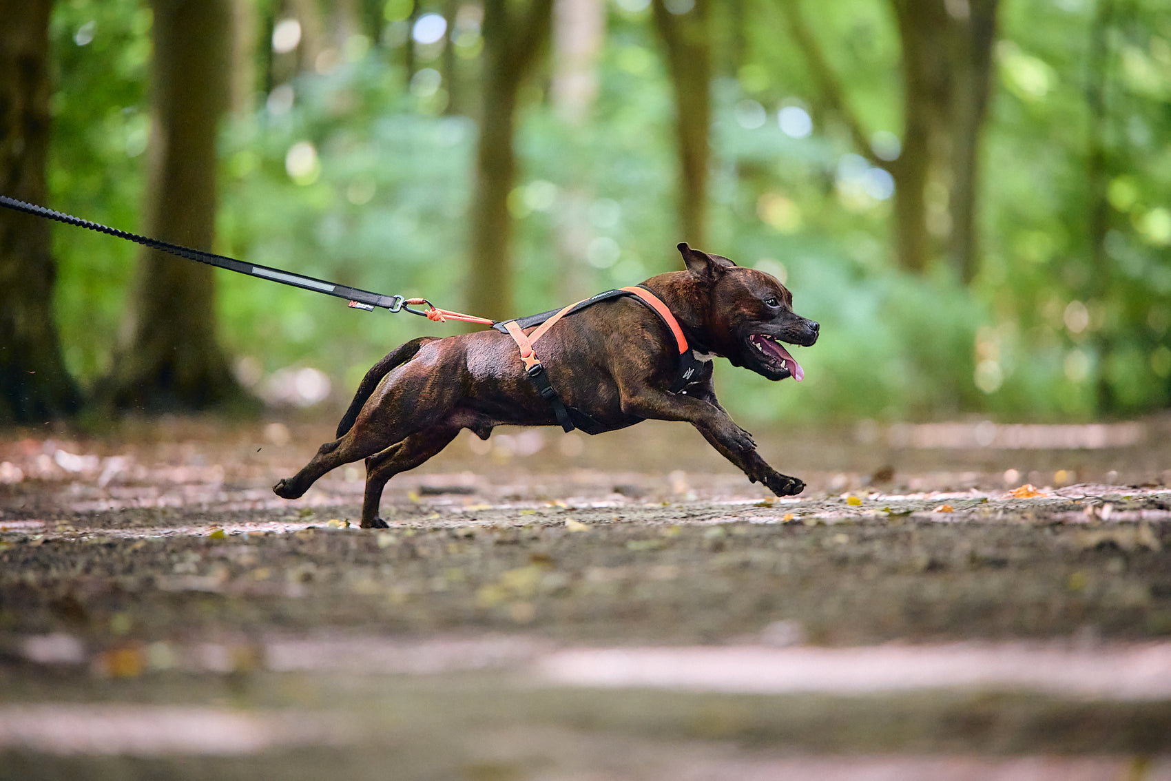 Non-stop dogwear Rush Harness