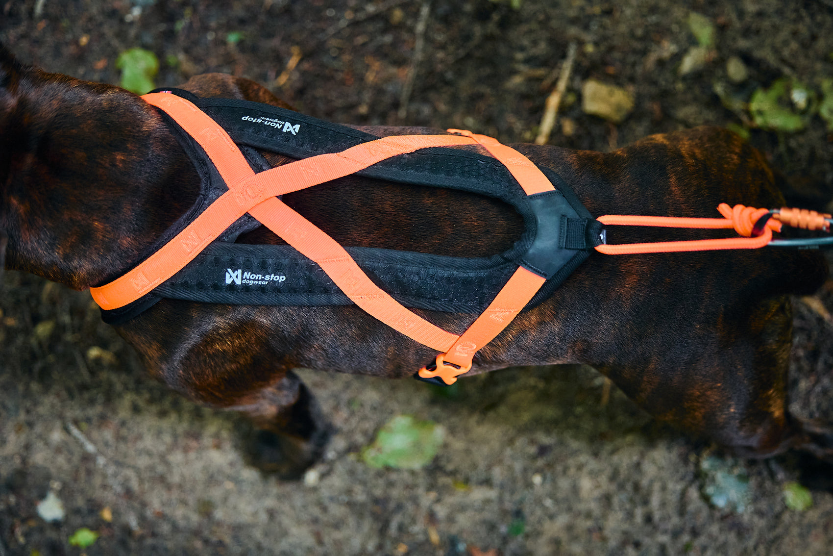 Non-stop dogwear Rush Harness