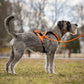 Non-stop dogwear Rush Harness