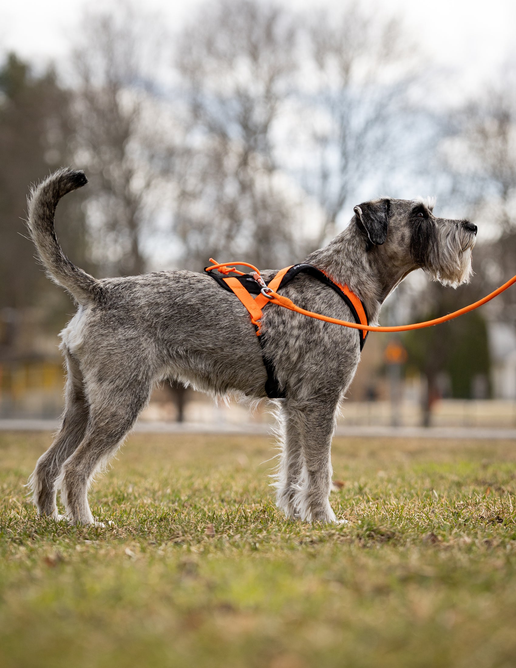 Non-stop dogwear Rush Harness