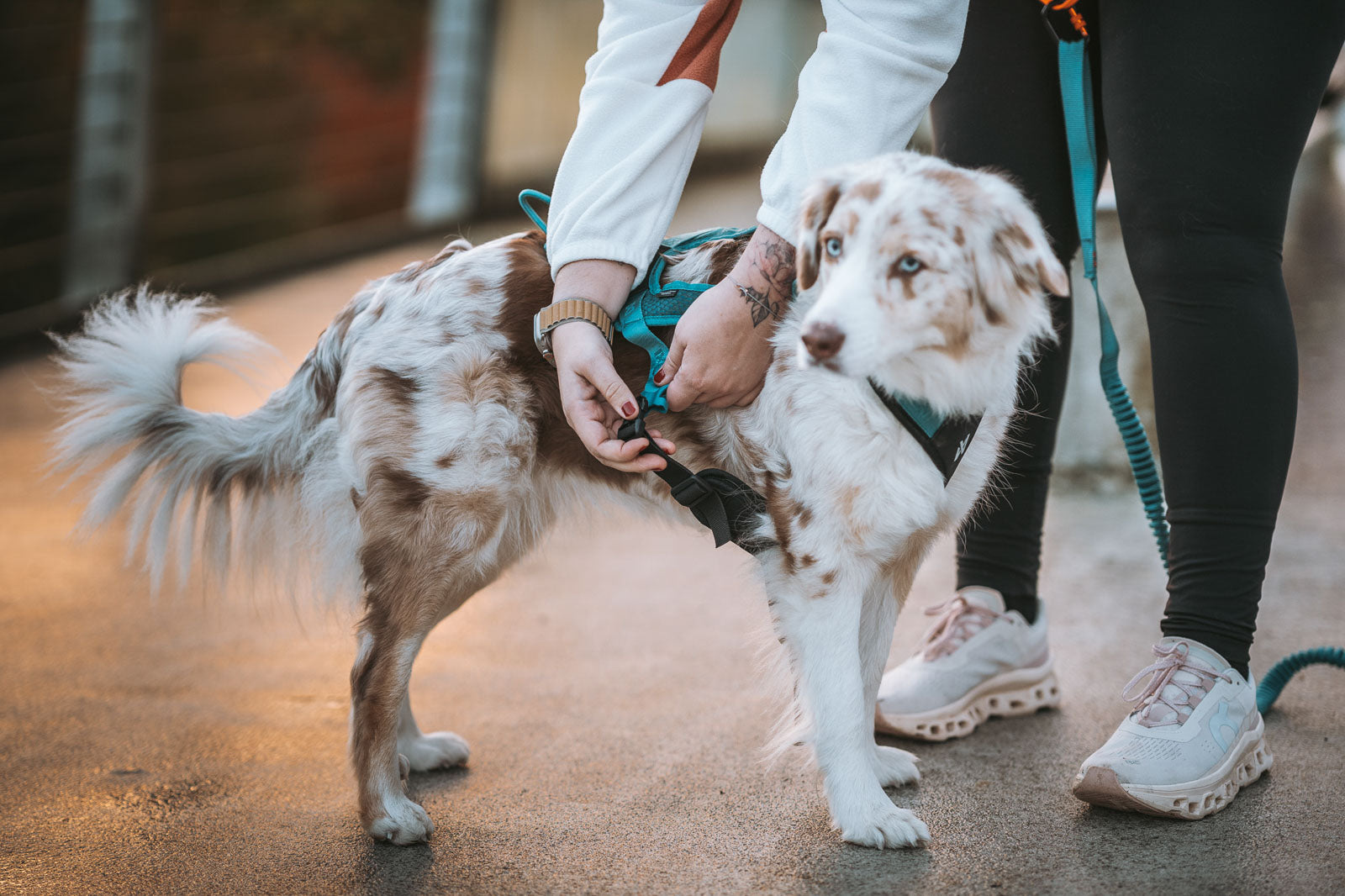 Non-stop dogwear Rush Harness