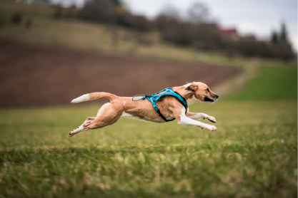 Non-stop dogwear Rush Harness