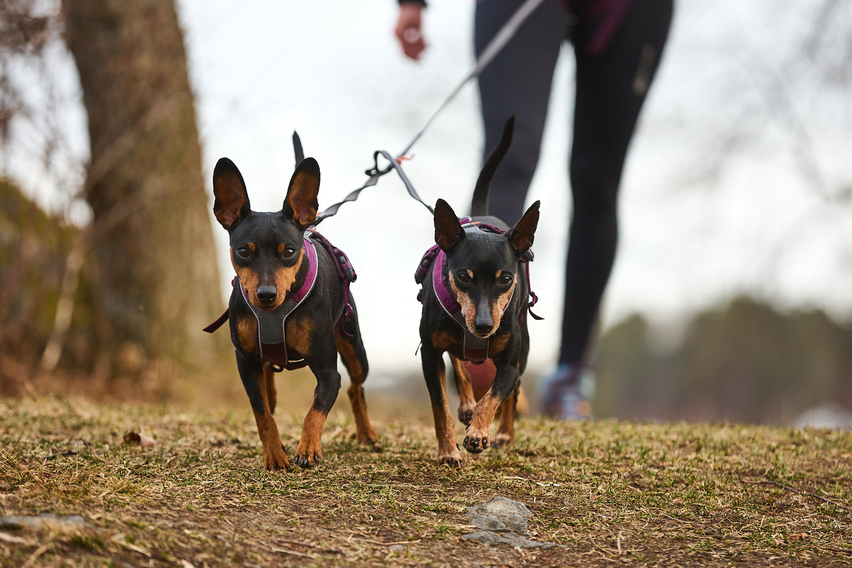 Non-stop dogwear Touring double