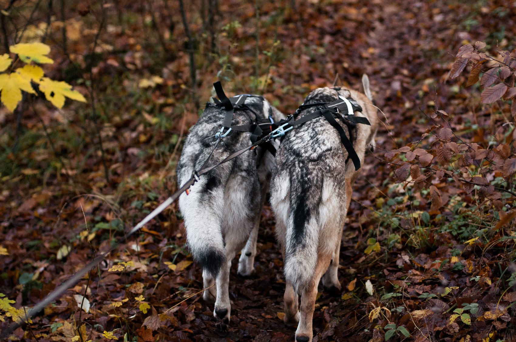 Non-stop dogwear Touring double