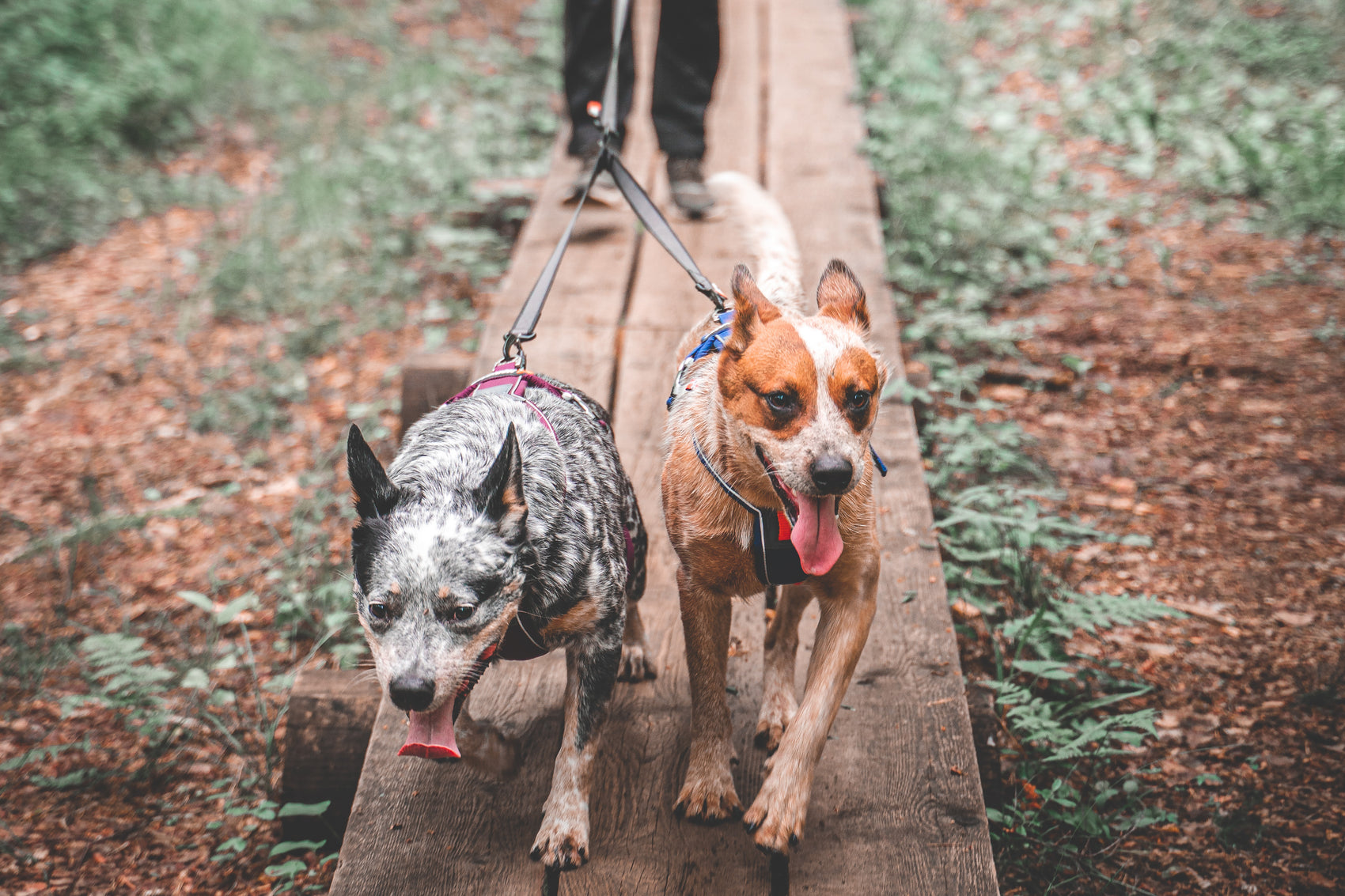 Non-stop dogwear Touring double